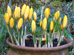 Yellow Crocuses